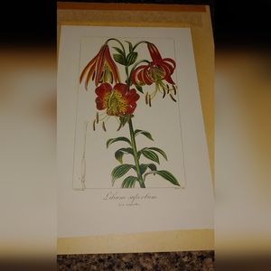 4 Botanical Floral Prints